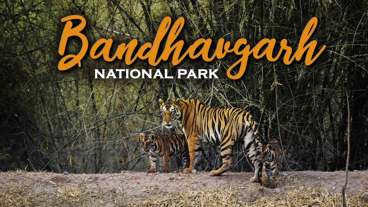बांधवगढ़ राष्ट्रीय उद्यान - Bandhavgarh National Park